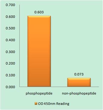AKT1 + AKT2 + AKT3 Antibody (phospho-Tyr315/316/312)