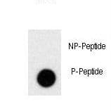 PRL / Prolactin Antibody (phospho-Ser163)