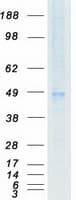 Human EDNRB / Endothelin B Receptor Protein (Recombinant Myc-DDK (Flag))