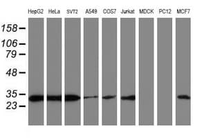 Monoclonal Mouse anti-Human PSMB7 Antibody (clone OTI4G9, aa58-277, IF, WB)