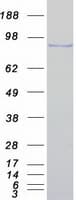 Human MED15 / ARC105 Protein (Recombinant Myc-DDK (Flag))