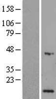 SEPHS1 / SPS Protein (Over-Expression Lysate Myc-DDK (Flag))