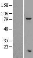 Human TOX4 / C14orf92 Protein (Over-Expression Lysate Myc-DDK (Flag))