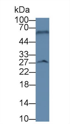 BDNF Antibody (Biotin)