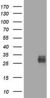CD99 Antibody (clone OTI13F10)