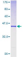 Human UBL4A Protein (Recombinant GST)