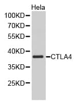 CTLA4 / CD152 Antibody