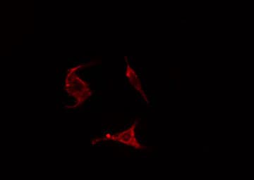 ENAH / MENA Antibody