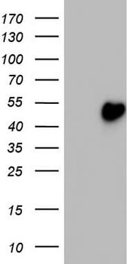 TRIM54 / MURF Antibody (aa166-400, clone OTI6A9)
