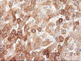 NHEJ1 / XLF Antibody (clone OTI1E2)