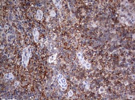 CD4 Antibody (clone OTI7G9)