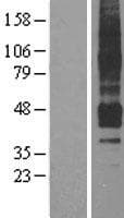 Human APLNR/ Apelin Receptor / APJ Protein (Over-Expression Lysate Myc-DDK (Flag))
