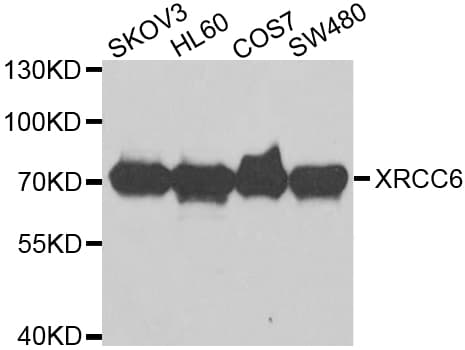 XRCC6 / Ku70 Antibody