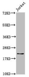 HIST1H1C Antibody