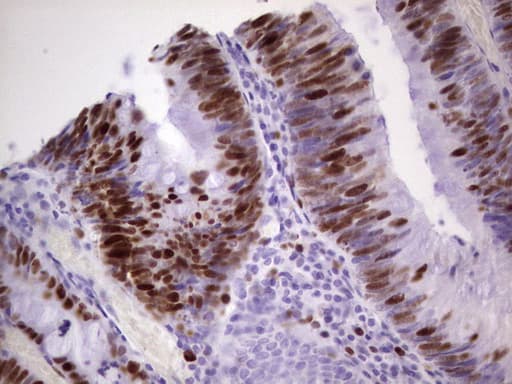 MCM2 Antibody (clone OTI8A11)