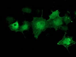 CDK2 Antibody (clone OTI4B4)