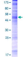 Human OR5K1 Protein (Recombinant GST)
