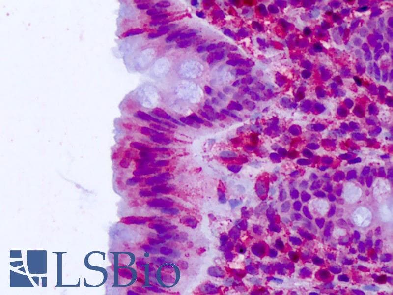 IHC-plus™ CELSR2 Antibody (N-Terminus)