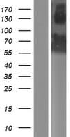 GRSF1 Protein (Over-Expression Lysate Myc-DDK (Flag))