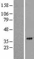 SIGLEC15 Protein (Over-Expression Lysate Myc-DDK (Flag))