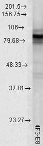IHC-plus™ HSP90 / Heat Shock Protein 90 Antibody (clone 4F3.E8)