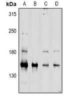 CD45 / LCA Antibody