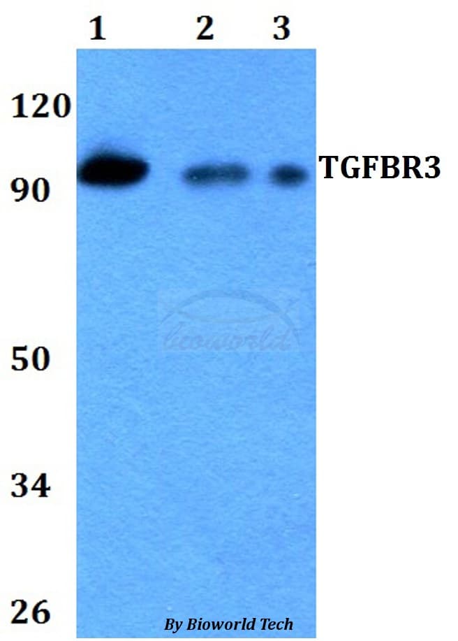 Betaglycan / TGFBR3 Antibody