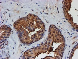 PSMB9 Antibody (aa21-219, clone OTI2G6)