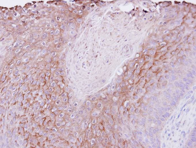 Polyclonal Rabbit anti-Human PIGR Antibody (aa180-459, IHC, WB)