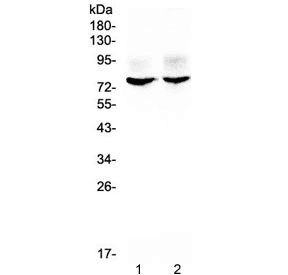 KCNA1 / Kv1.1 Antibody