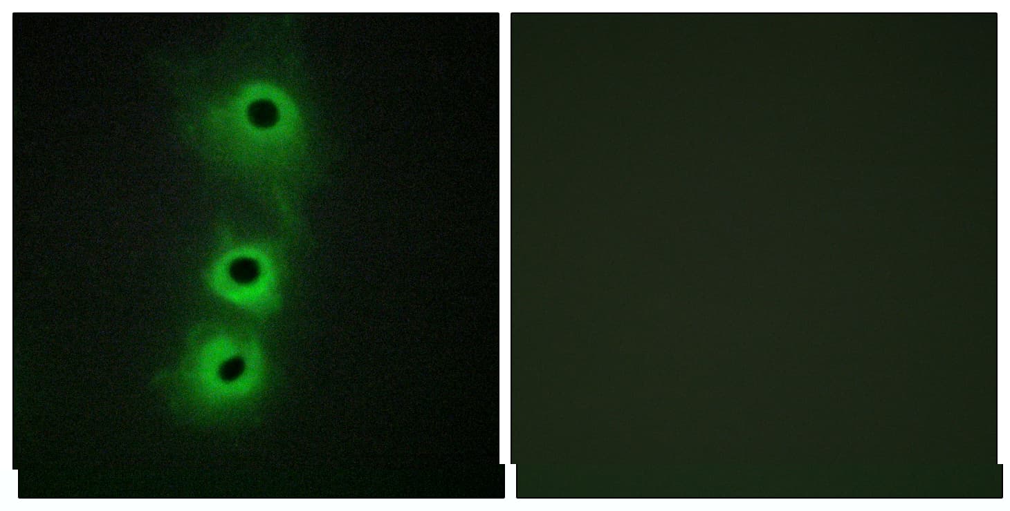 CDH8 / Cadherin 8 Antibody