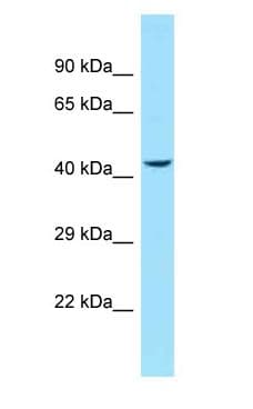 P2RY11 / P2Y11 Antibody (C-Terminus)