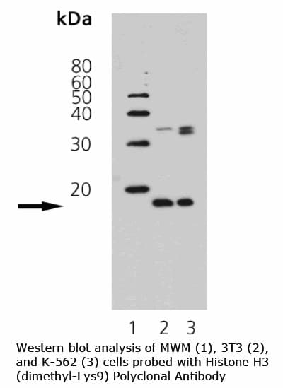 Polyclonal Rabbit anti-Human Histone H3 Antibody (Di-Methyl-Lys9, WB)