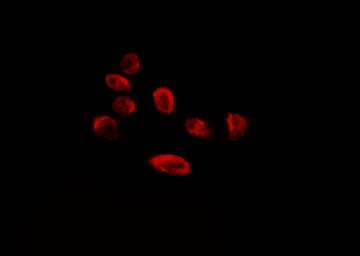 Polyclonal Rabbit anti-Human ERI1 / HEXO Antibody (IF, WB)