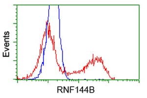RNF144B Antibody (clone OTI12B6)
