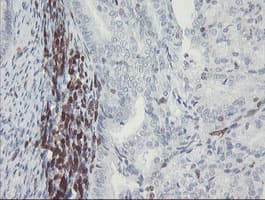 GIMAP4 Antibody (clone OTI2F9)