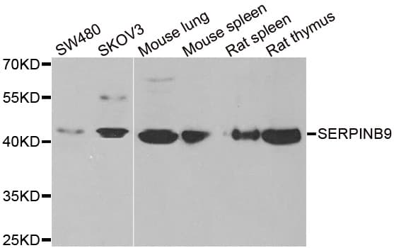 SERPINB9 / PI9 Antibody