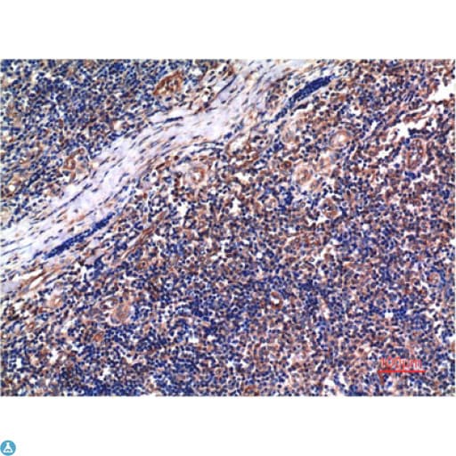 CCNB1 / Cyclin B1 Antibody
