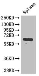 GK / Glycerol Kinase Antibody