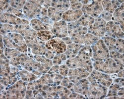 PIM2 / Pim-2 Antibody (clone OTI8H10)