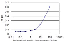RORC / ROR Gamma Antibody (clone 1G7)