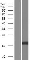 ITGB1BP1 / ICAP1 Protein (Over-Expression Lysate Myc-DDK (Flag))
