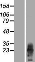 PRGP2 / PRRG2 Protein (Over-Expression Lysate Myc-DDK (Flag))
