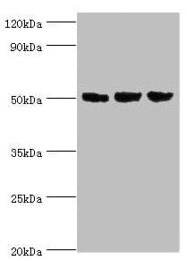 ORC4L / ORC4 Antibody (aa187-436)