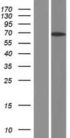ARHGAP28 Protein (Over-Expression Lysate Myc-DDK (Flag))