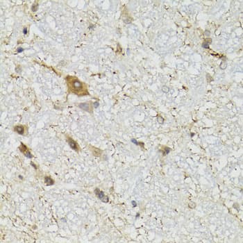 COQ3 Antibody