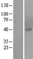 PIP4K2A / PIPK Protein (Over-Expression Lysate Myc-DDK (Flag))