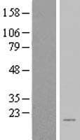 BEX2 Protein (Over-Expression Lysate Myc-DDK (Flag))