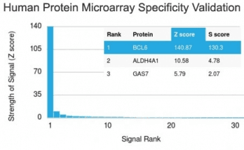 BCL6 Antibody (clone BCL6/1718, Azide-free, BSA-free)
