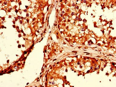 GAPDH Antibody